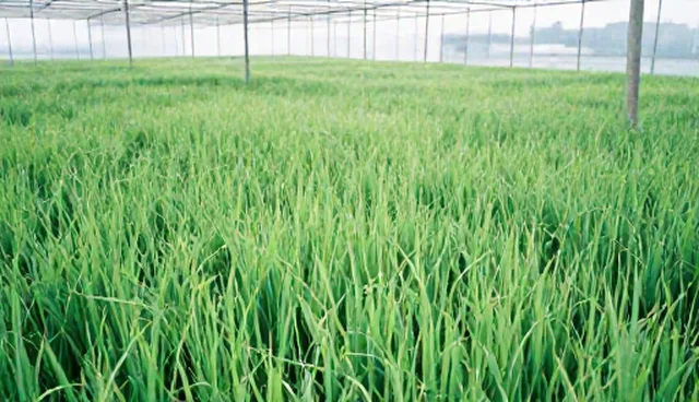 种植技术检查要点解析:常见问题与处理方法
