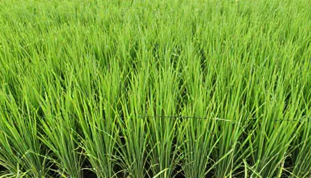 优质水稻种苗种植误区及适用场景分析