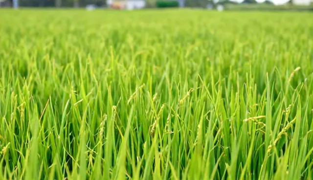优质水稻种苗种植中的技术应用与维护建议