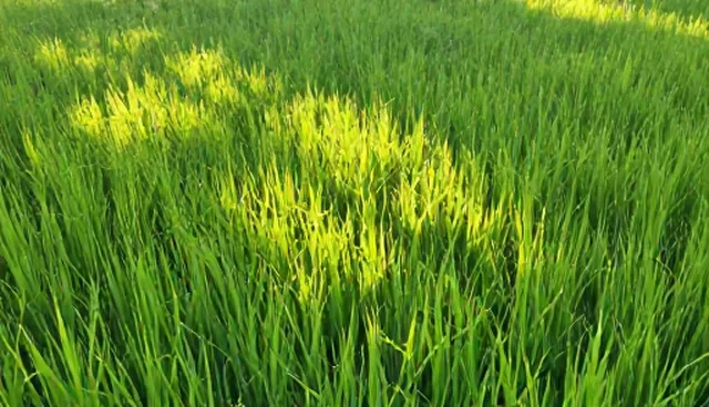 水稻种苗种植中的维护误区与应对策略